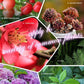 🔥2024 Hot Sale 49%OFF 🌞Home Gardening Universal Slow-Release Tablet Organic Fertilizer