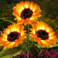 ⏳Limited-time £11.99!!⚡50K+ SOLD!🌞Solar LED Sunflower Garden Lights-29.6inch/75cm
