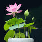 🎁Spring Best Gift 49% OFF -💐Mixed Colour Bonsai Bowl Lotus Seeds