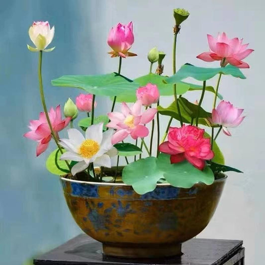 🎁Spring Best Gift 49% OFF -💐Mixed Colour Bonsai Bowl Lotus Seeds