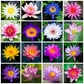 🎁Spring Best Gift 49% OFF -💐Mixed Colour Bonsai Bowl Lotus Seeds
