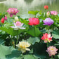 🎁Spring Best Gift 49% OFF -💐Mixed Colour Bonsai Bowl Lotus Seeds