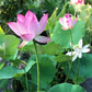 🎁Spring Best Gift 49% OFF -💐Mixed Colour Bonsai Bowl Lotus Seeds