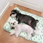 ✨The Summer  Hot Sale 49%OFF--💦🐱Cats/Dogs Cooling Bed🐶