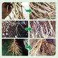 ☘️🔥Limited time - BUY 1 GET 2 FREE!!☘️🔥 Deeper Roots, Naturally Healthier - Plant Root Enhancer!
