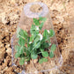 🔥🍃Spring Big Promotion 49%OFF- 🌞🌸Clear Garden Cloche for Plants